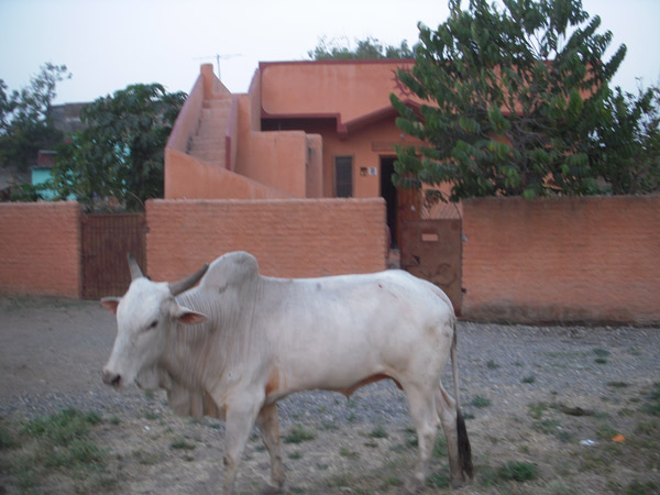 India2010/Nandi-at-Ashram-Home-Shivaratri.jpg